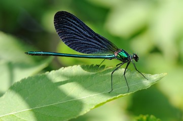 libellule, demoiselle © Guy Pracros