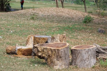 firewood in the forest