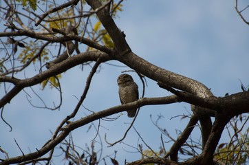 The yellow flowers in the garden serve as food sources for various insects and bees, butterflies. Intended for sucking on the nectar of flowers