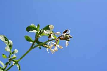 種から植えたベピーリーフが育って花が咲きました。ルッコラ。花も美味しい。家庭菜園、ベランダ菜園、野菜
