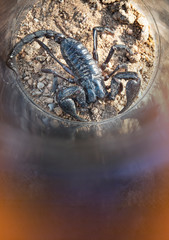 Venomous scorpion in the test laboratory.
