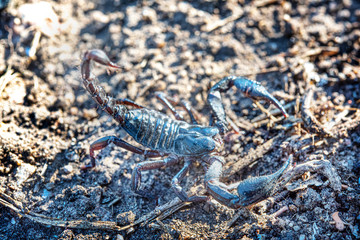 Venomous scorpion in the nature.