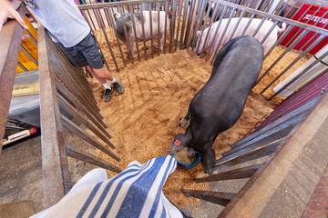 Overhead view of a large black pig on hay in a metal slat show pen with handler in partial view and...