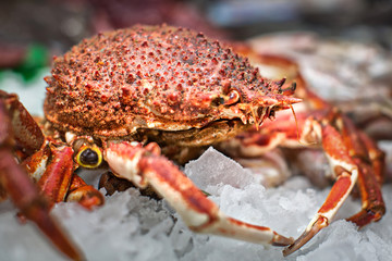 king crab on ice