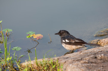 Magpie is standing the waterside