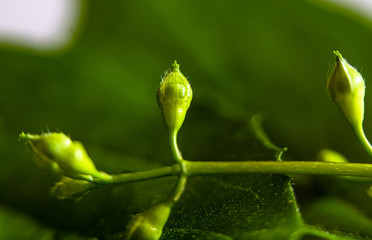 Falscher Jasmin- Knospe