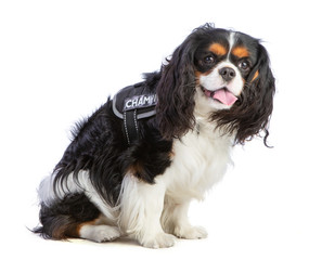 Cavalier king Charles spaniel with harness