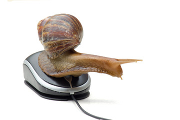 Garden snail next to computer mouse, slow internet, slow processor, isolated on white - obrazy, fototapety, plakaty