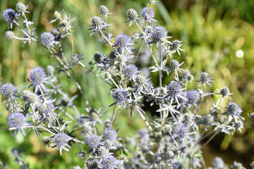 Echinops bleu au jardin au printemps