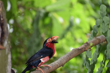 Bearded barbets