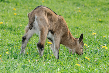 Ziegen auf der Weide
