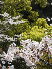 森の桜木