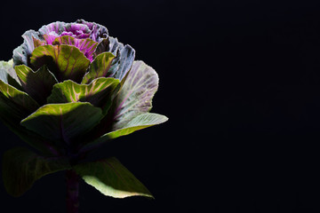Kale edible flower still life floral bloom. Multicoloured decorative cabbage or kale