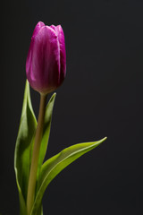 close up photo of violet tulip on black background