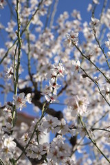 Flor del almendro