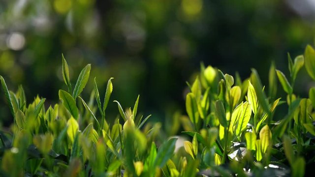 Close up of growing tea bud sprout in the morning sunlight swaying in the wind 4k  spring fresh background green tea field in the mountain
