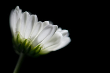 close up photo of white chamomile on black background