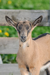 Ziegen auf der Weide
