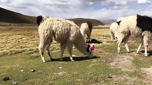 Close up shot of some llamas in Bolivia, South America. Llamas eating in a field in a valley of Bolivia. Llamas comiendo hierba en un campo.