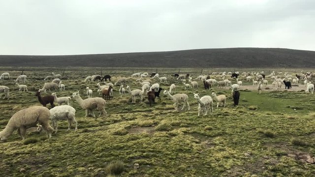 Field full of llamas and alpacas grazing in the Bolivian altiplano. Baby alpacas playing around the field. View of cute alpacas playing in Uyuni, Boliva. Alpacas jugando en Bolivia.