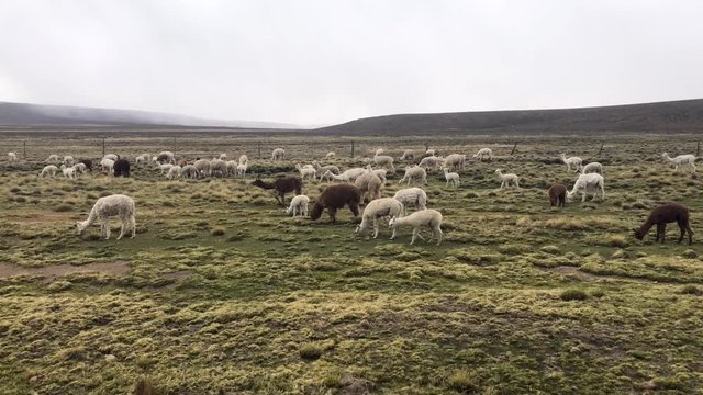 Panoramic view of a field full of llamas and alpacas. Llamas and alpacas grazing in its natural habitat in bolivia. Llamas y alpacas pastando.