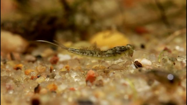 Underwater View of a Callibaetis Mayfly Nymph Eating
