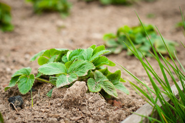 Growing strawberries at home on a home garden.