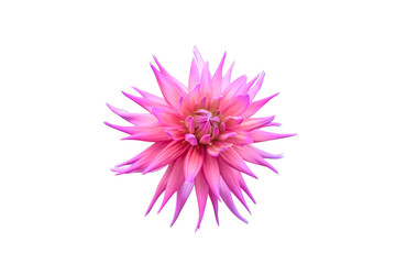 Obraz premium pink dahlia flower isolated on white background 