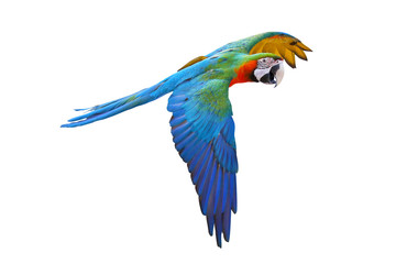 Colorful macaw parrot flying isolated on white background.