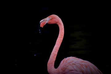 pink flamingo isolated on black background