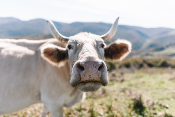 Closeup of the nose of a white cow with defocused mountains background