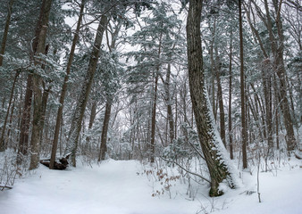 Panorama of a winter forest covered in snow