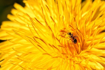 Honey bee flies and forages on nectar and covers with pollen of yellow flower of dandelion in spring