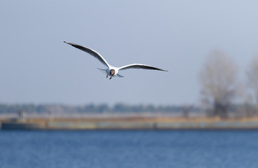 White seagull flies on blue sky