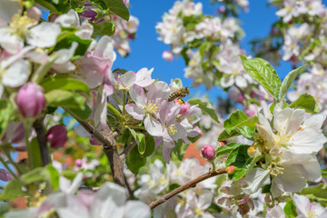 Apfelblüten im Frühling