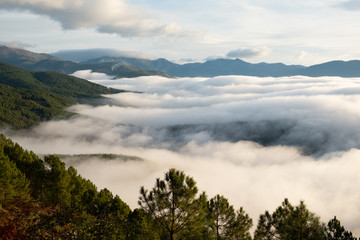 Fototapeta na wymiar Mar de nubes sobre un pinar del valle del Tiétar, en el Parque Regional de la Sierra de Gredos.