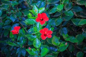 Red hibiscus flower in the garden