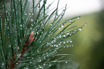 drops of dew on a tree