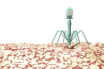 Bacteriophage isolated on a white background. 3D visualization of the illustration.Bacteriophage or phage is virus that infects and multiplies inside bacteria and archaea.