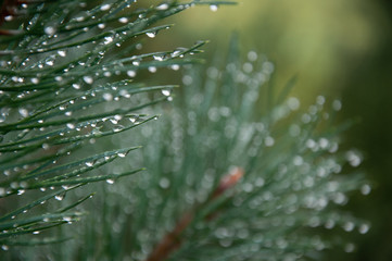 dew drops on a pine needles