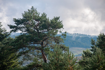 Obraz premium pine trees in the mountains