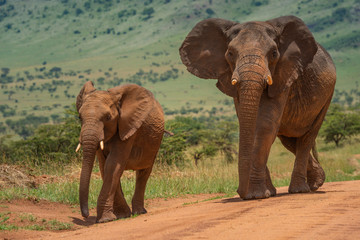 Fototapeta na wymiar Two African elephants walk along dirt track