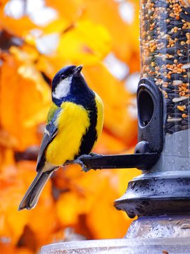 Great Tit Feeding On A Bird Feeder In Autumn