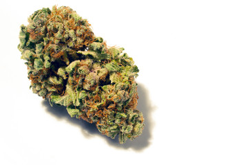 a large, trimmed cannabis bud isolated on a white background.