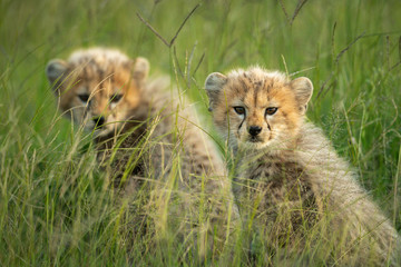 Two cheetah cubs sit side-by-side watching camera