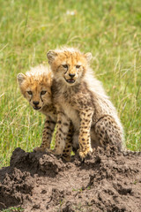 Two cheetah cubs sitting on termite mound