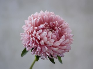 Pink aster flower closeup