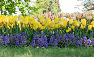 Tulip. Festival. Nature. Garden. Flora. Colorful. Plant