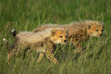 Obraz na płótnie Canvas Two cheetah cubs walk through long grass