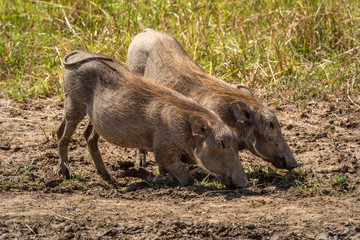 Two common warthog kneel grazing in grass